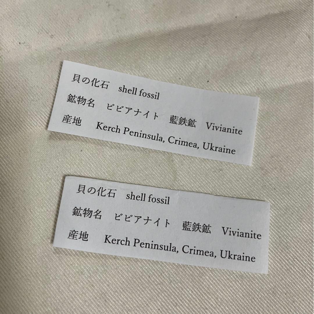 希少 ヴィヴィアナイト シェルフォッシル 藍鉄鉱 貝化石 原石 標本 118g