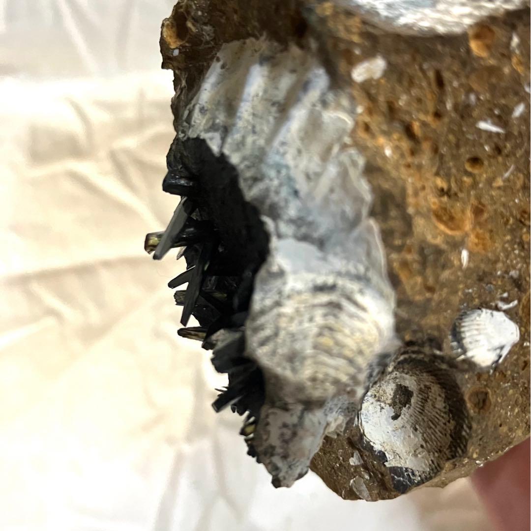 希少 ヴィヴィアナイト シェルフォッシル 藍鉄鉱 貝化石 原石 標本 118g