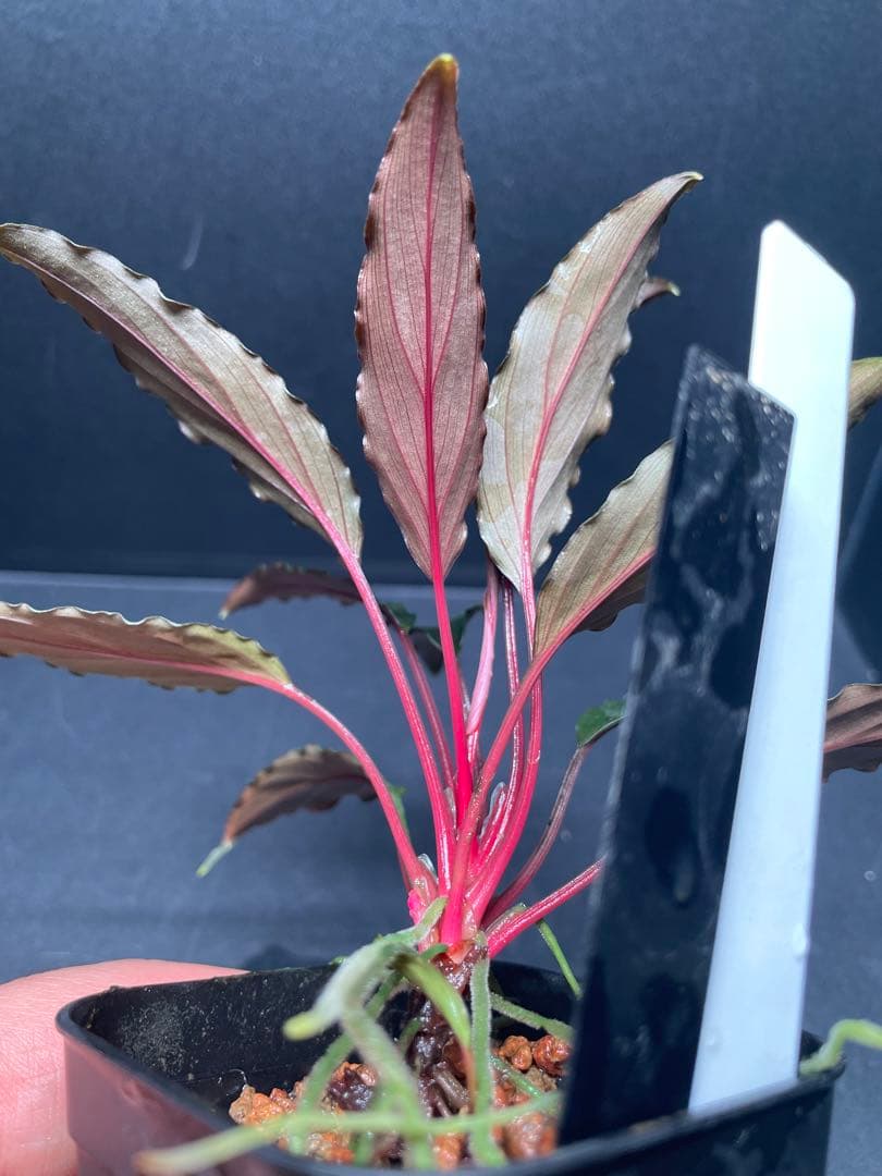 Homalomena aff. vittifolia \"赤備\" ホマロメナ　赤軸