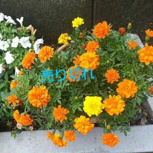 半額以下。奥西賀男  油絵 アネモネ