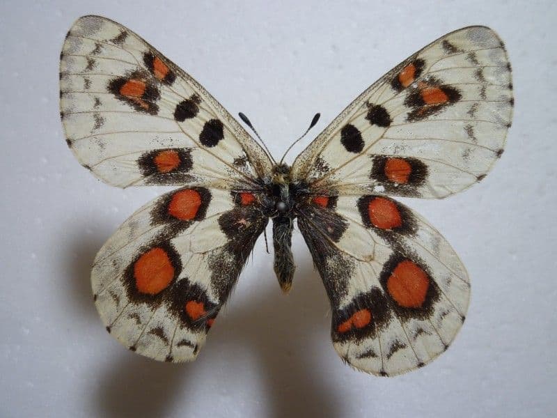 【外国産蝶標本】オオアカボシウスバ♂/青海省.安固灘産/59.3mm