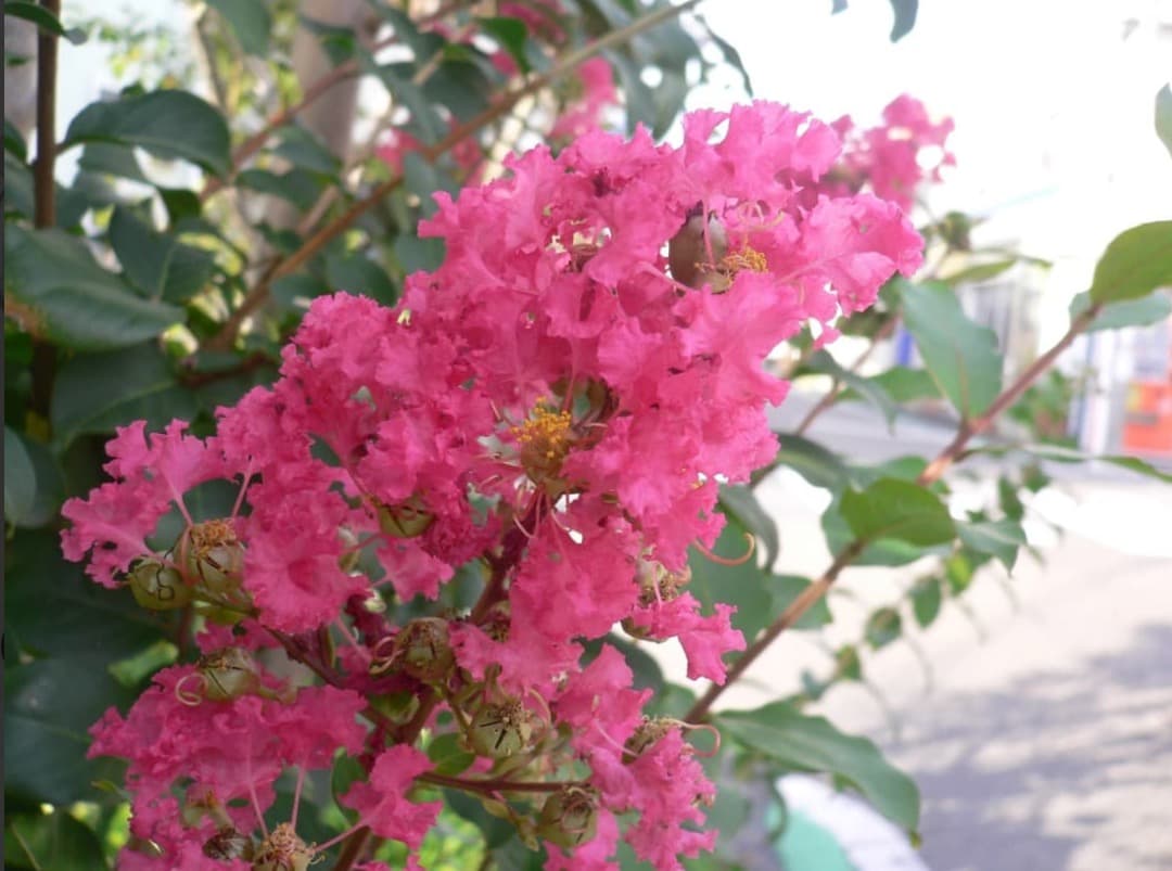 実写美⭕️【動作確認済】パナソニック LUMIX DMC-FX7 シルバー