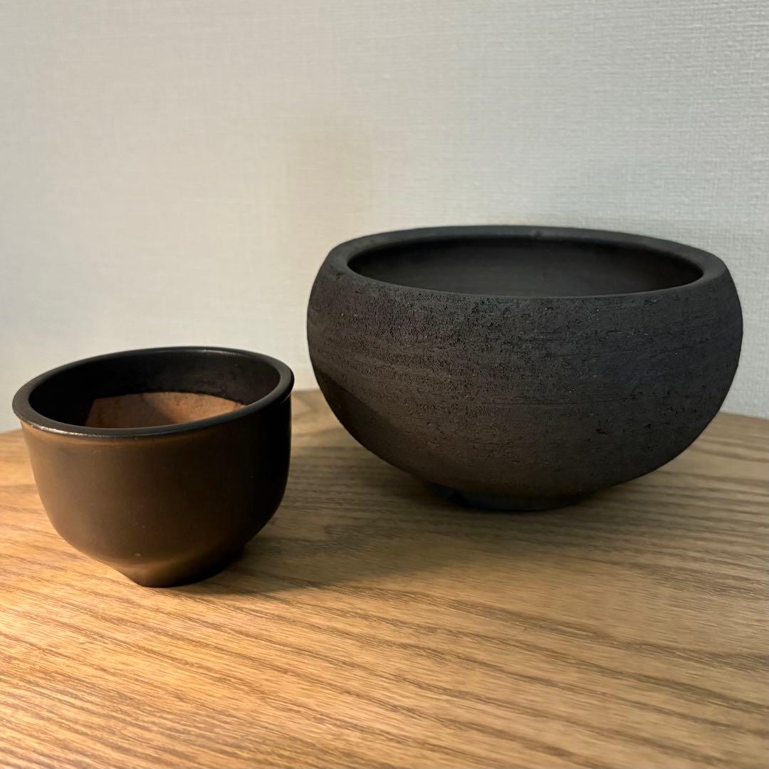 早い者勝ち ボタブロ限定50個 みやび鉢＋おまけ鉢