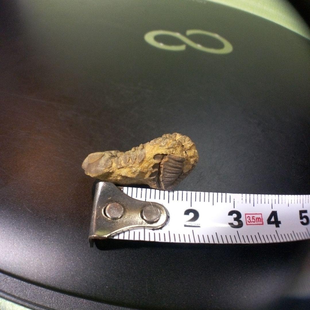 三葉虫　化石　fossil　ボリビア産　トライロバイト　Fossil番号⑧