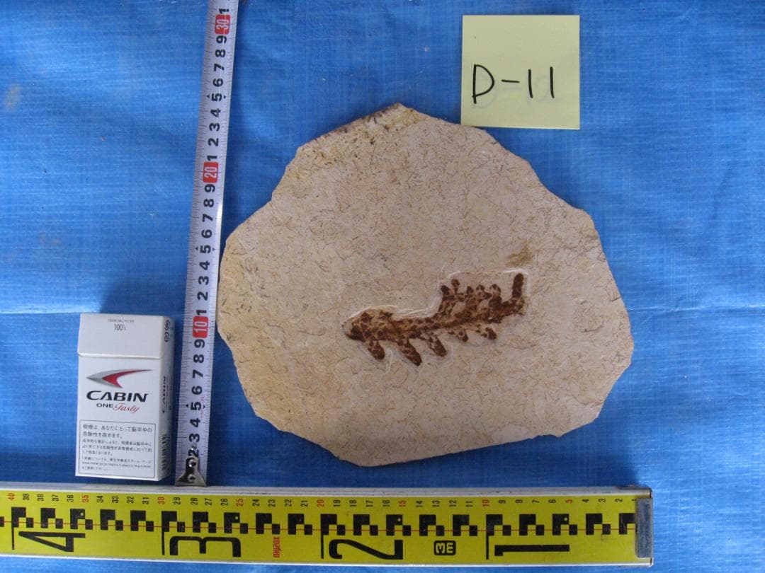 古代魚の化石３点セット　B-16　D-10　D-11