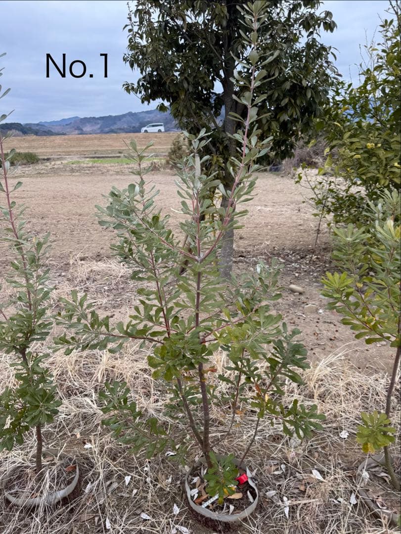 BAGGO！ コーストバンクNO.1