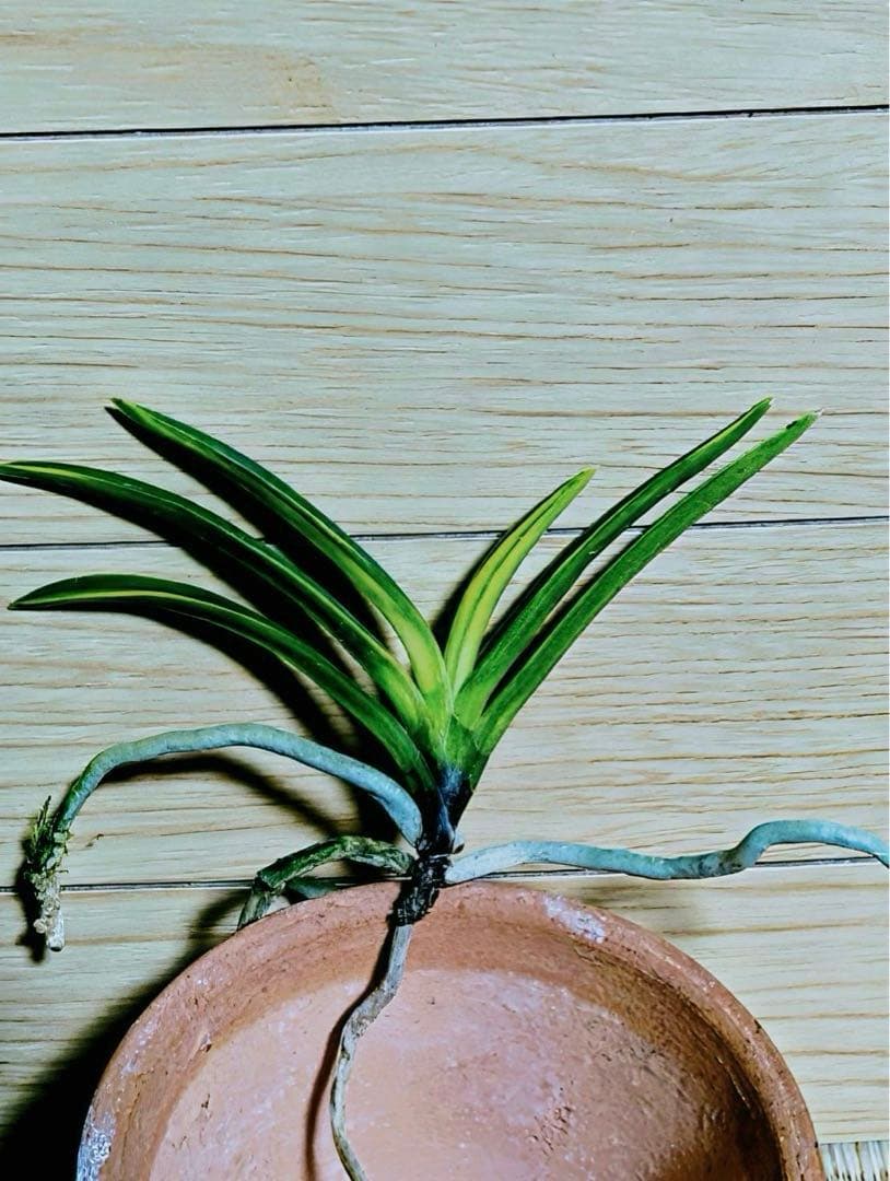 富貴蘭「白牡丹」五部柄