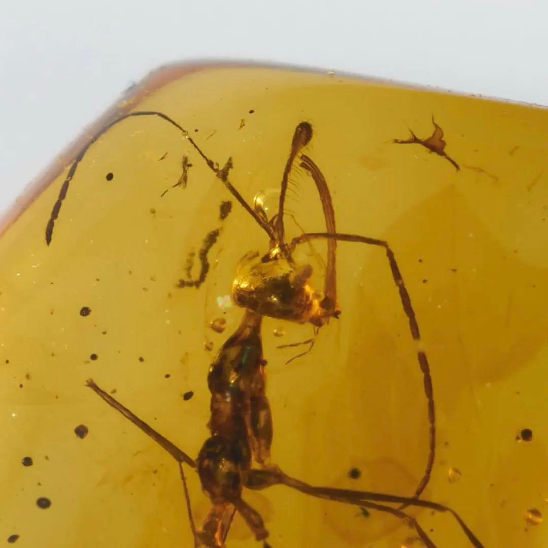 レア極上品 PA119 白亜紀の恐怖蟻きょうふありHaidomyrmex