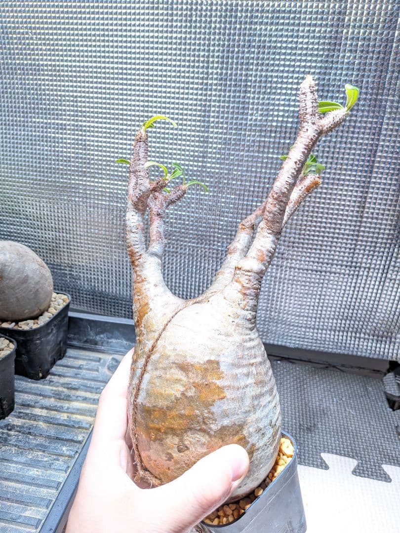 タ*ー様 パキポディウム　グラキリス現地球