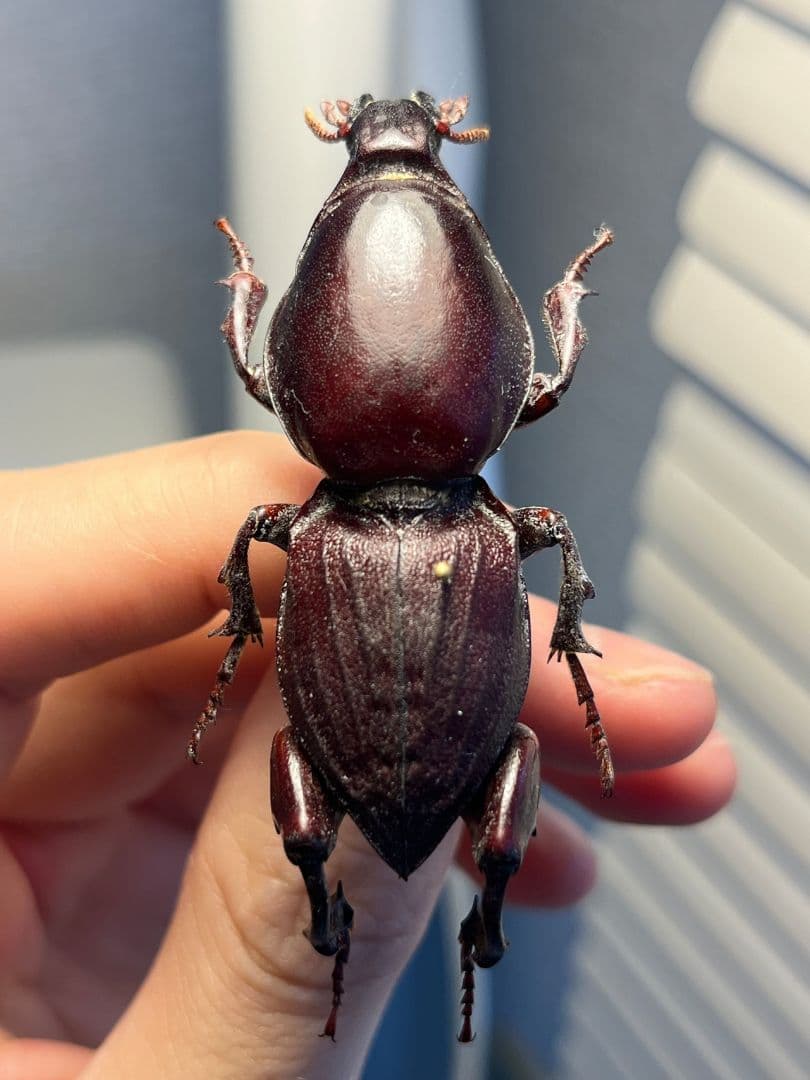 【58mm】赤 ケラモドキカミキリ 大型 Hypocephalus 昆虫標本