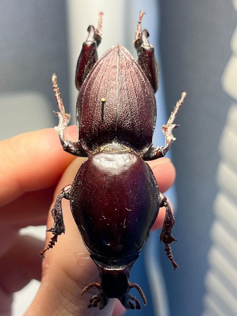 【58mm】赤 ケラモドキカミキリ 大型 Hypocephalus 昆虫標本
