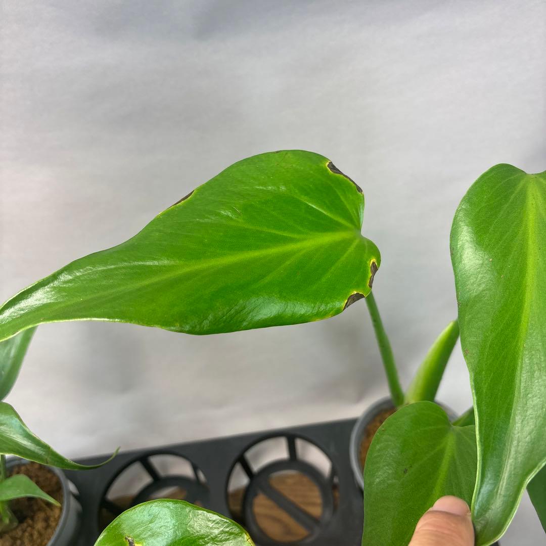 サ*イ様 5株セットms45ちょっと傷あり　モンステラ バールマルクスフレーム