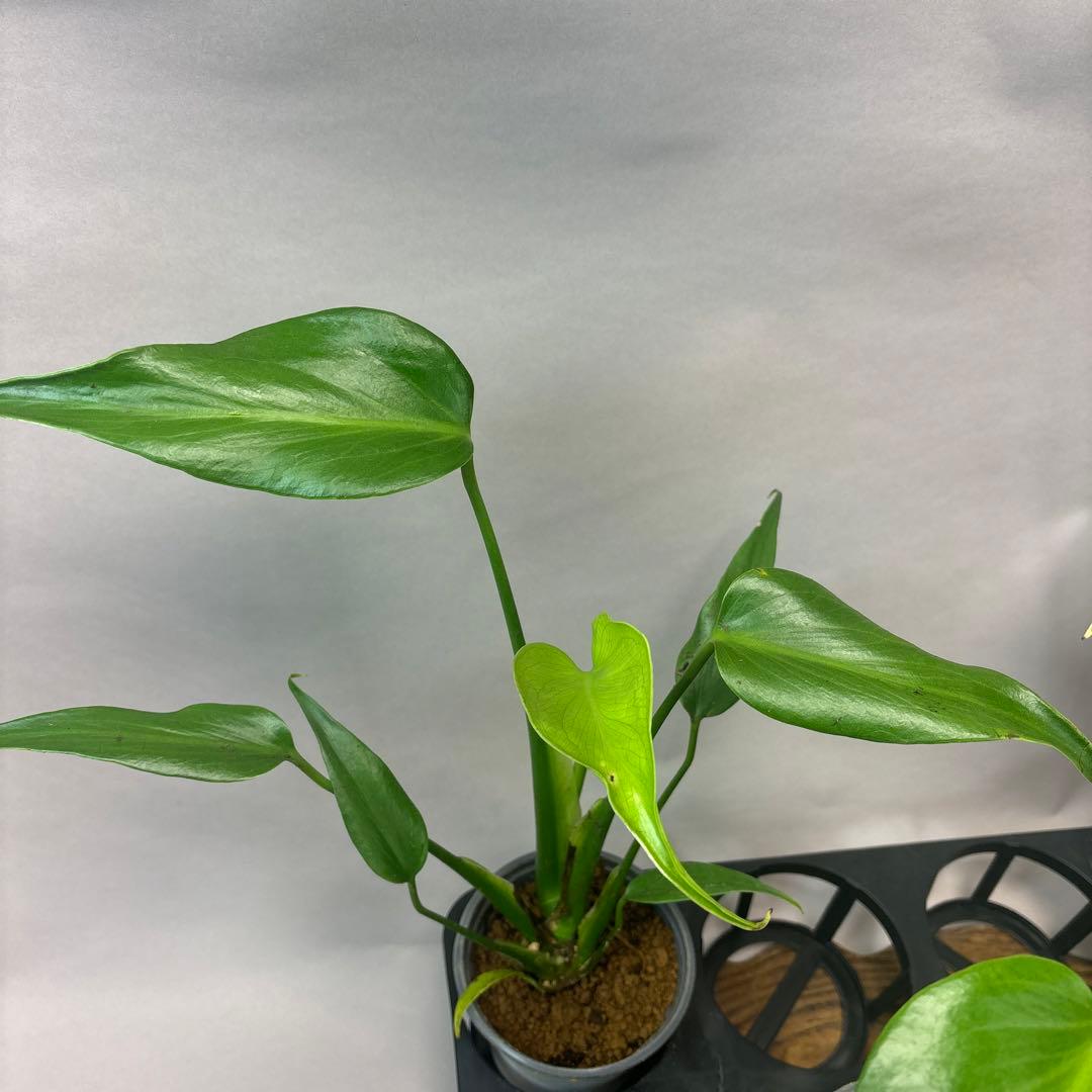 サ*イ様 5株セットms45ちょっと傷あり　モンステラ バールマルクスフレーム