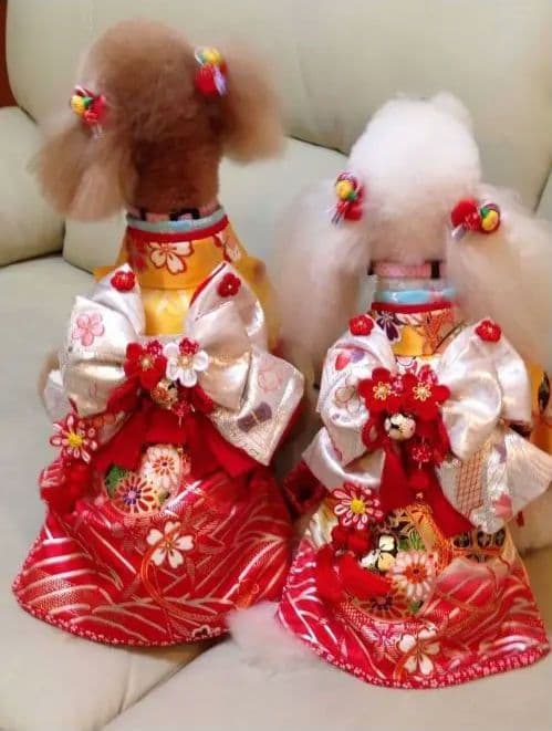 帯飾りを足してお作りし直しました。☆*花柄ピンク着物☆*　犬服　犬服用お着物