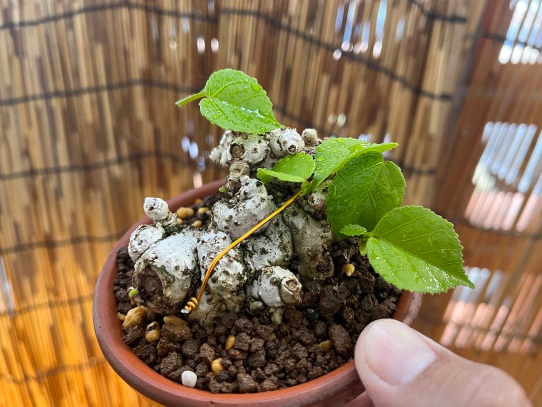 ✨✨✨オキナワイボオオハマボウ【◎良品素材】/ハート葉happy♪セール♪