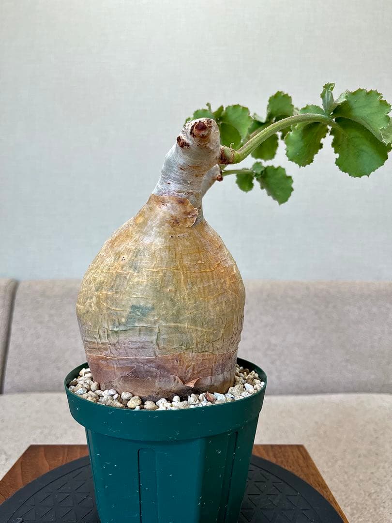 キフォステンマ マクロプス 現地球