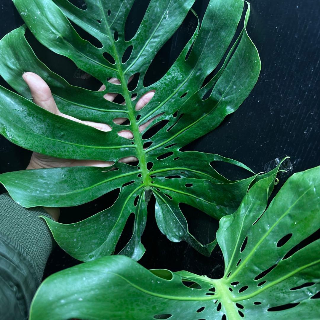 モンステラデリシオーサマクロコズム超希少系統鉢植え80㎝レア