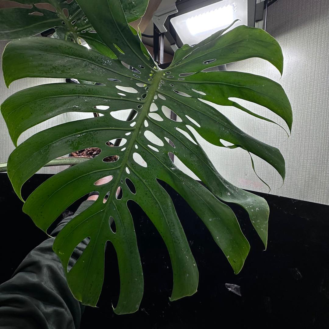 モンステラデリシオーサマクロコズム超希少系統鉢植え80㎝レア