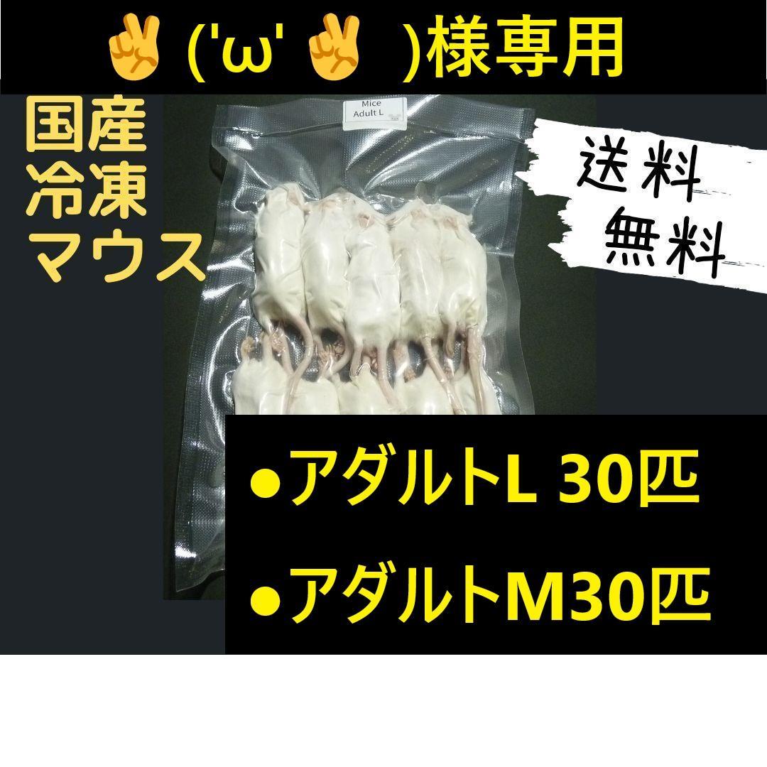 ✌︎('ω'✌︎ )国産冷凍マウスアダルト L 30匹 アダルトM30匹