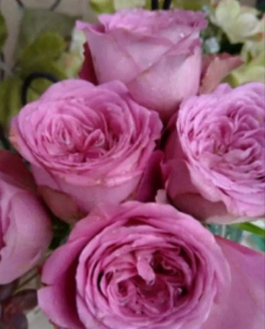 バラ苗　購入前にコメント