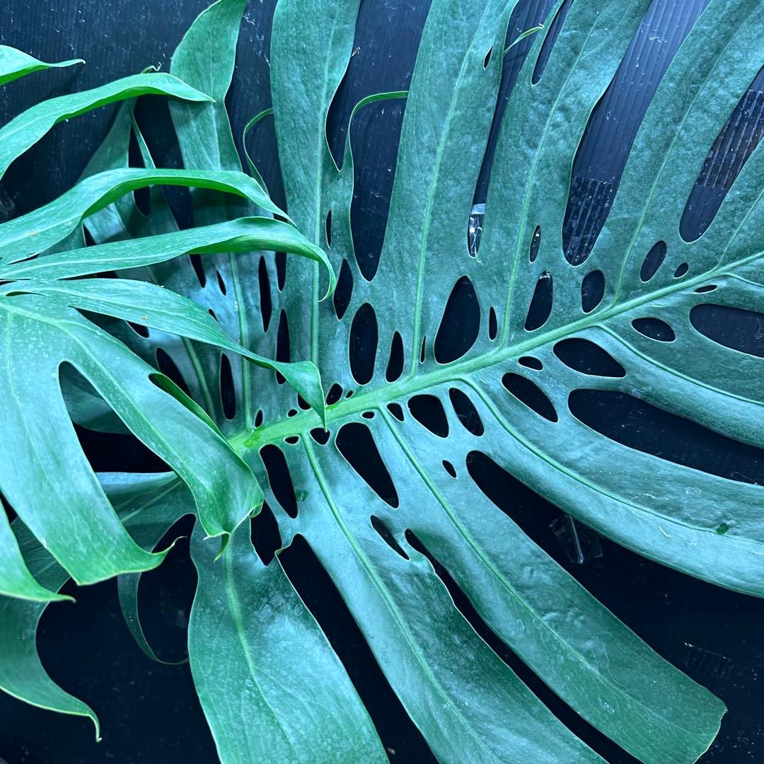 g*n様 モンステラデリシオーサマクロコズム超超大株超希少系統鉢植え高さ101㎝