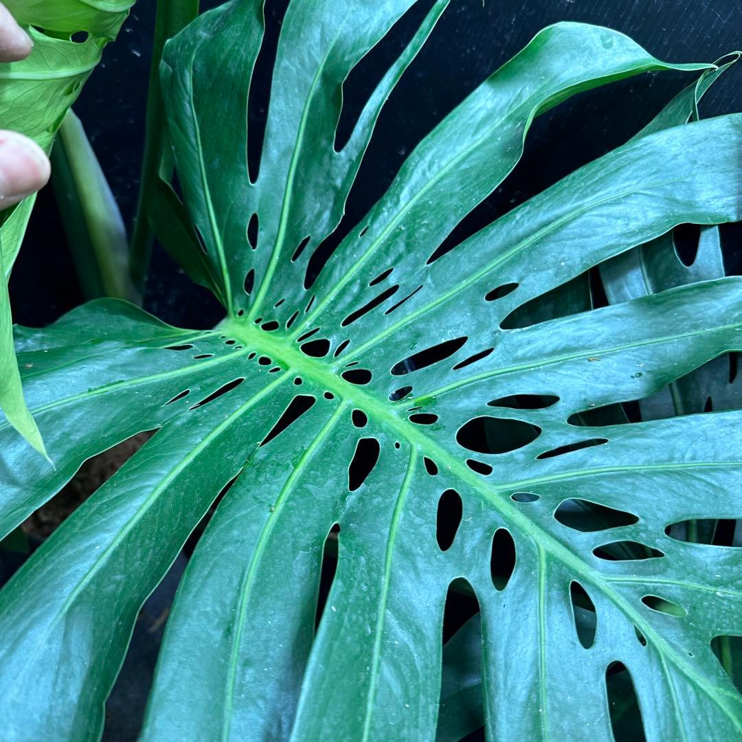 g*n様 モンステラデリシオーサマクロコズム超超大株超希少系統鉢植え高さ101㎝