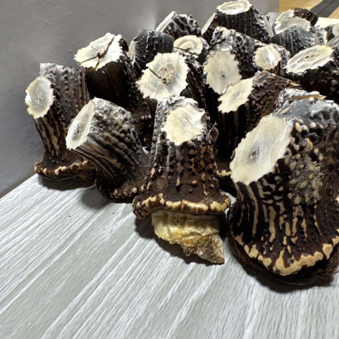 鹿の角　端材　ハンドメイド用