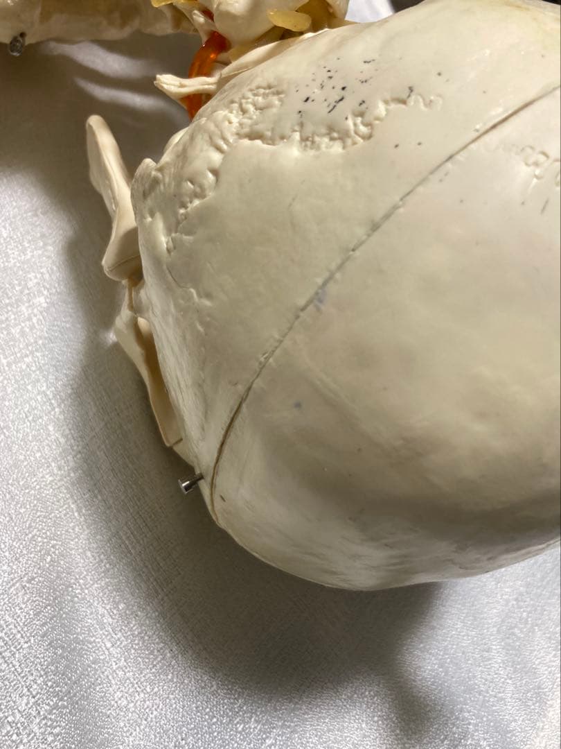 人体骨格模型 等身大