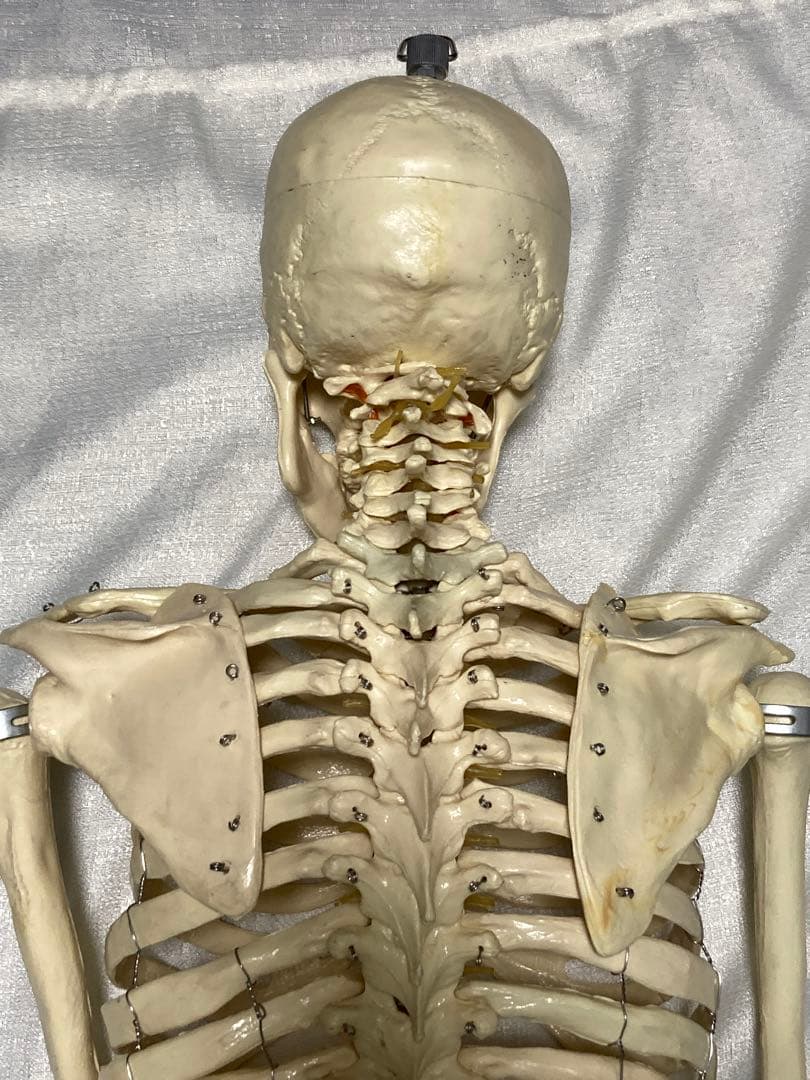 人体骨格模型 等身大