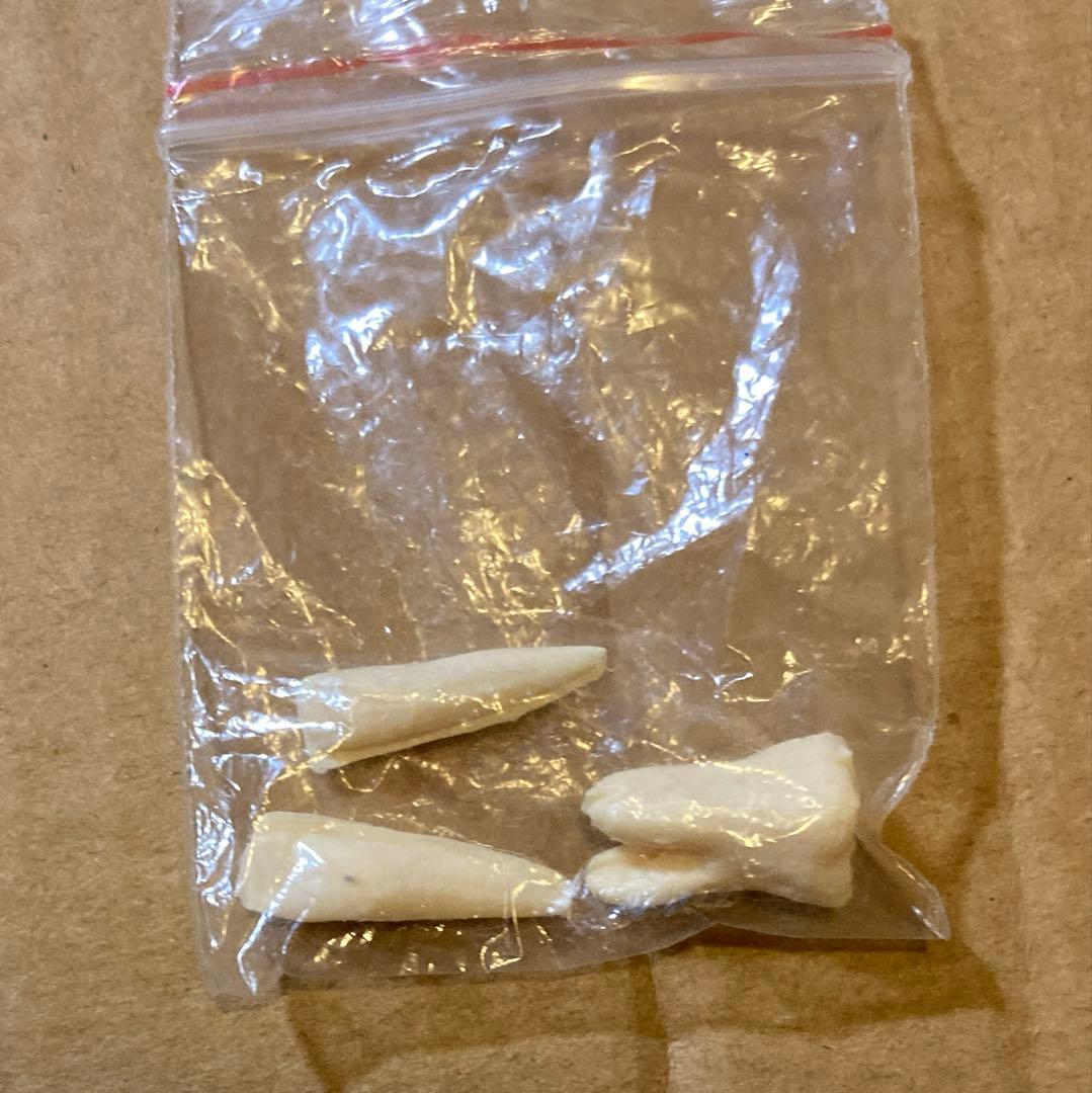 人体骨格模型 等身大