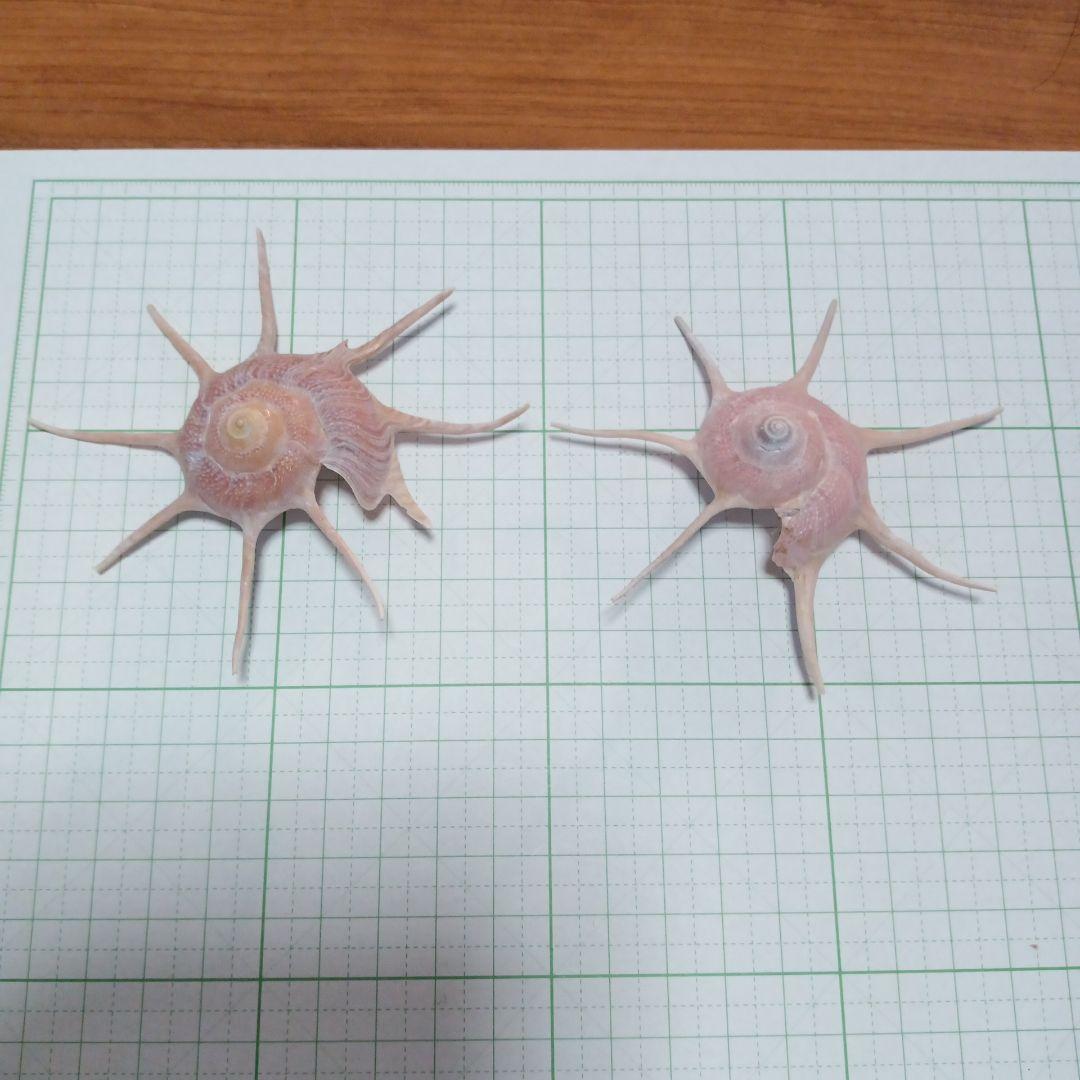 ハリナガリンボウ　蓋つき④