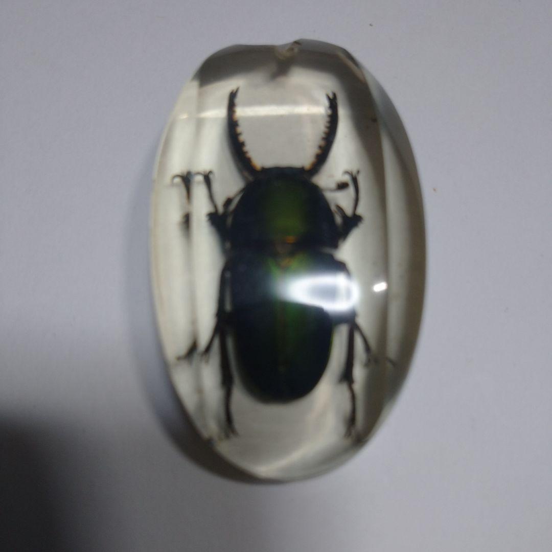 昆虫標本 クリスタルガラス