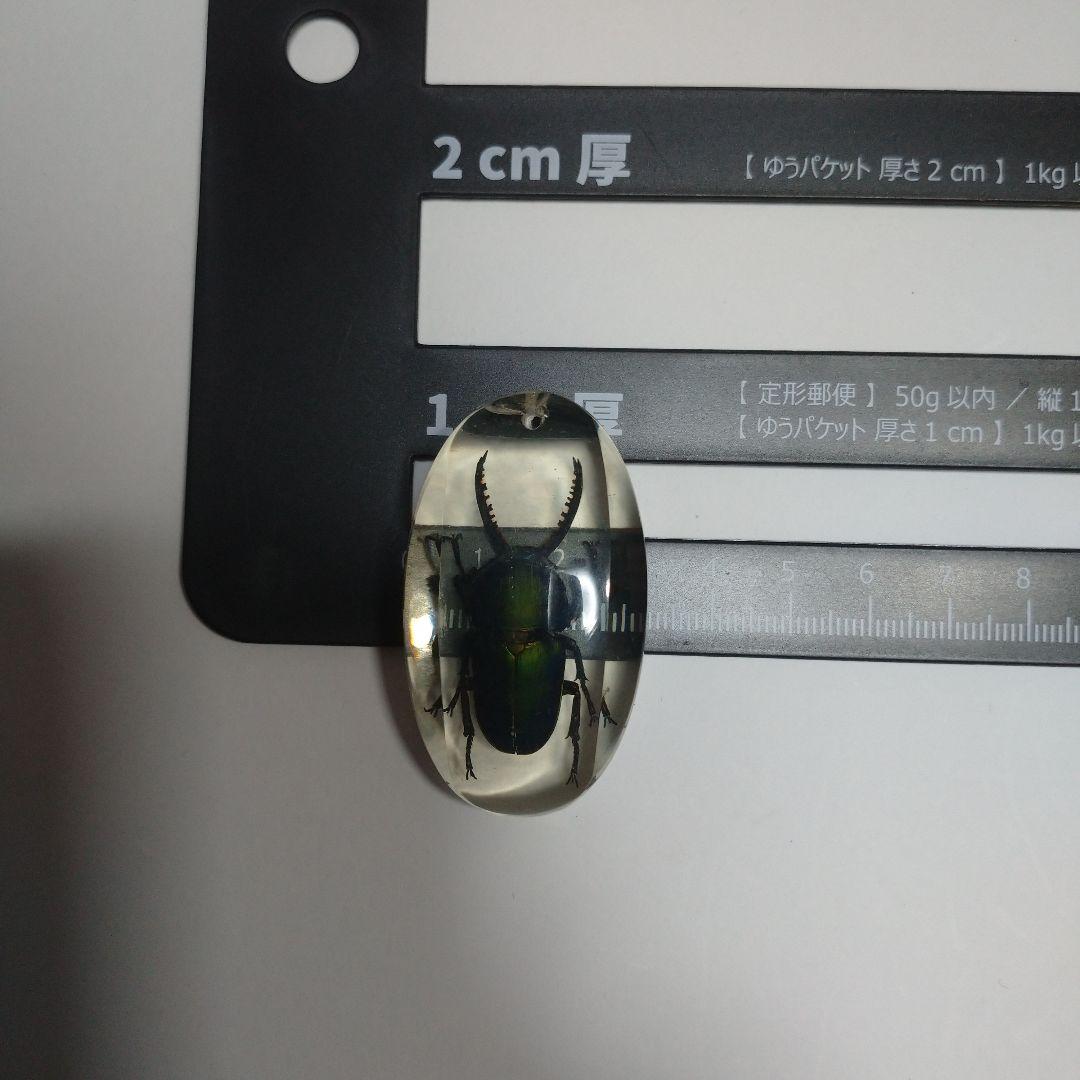 昆虫標本 クリスタルガラス