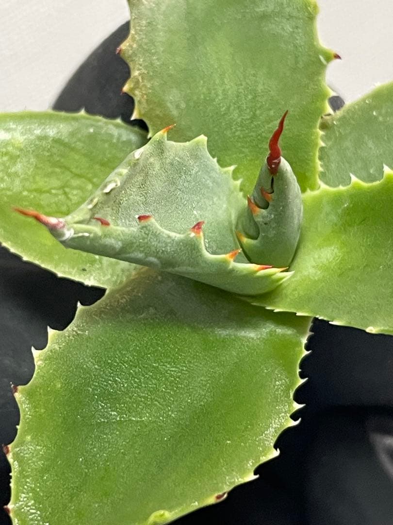 ジェレミー産 アガベ ネバデンシス×（パラサナ×イシスメンシス） ハイブリッド