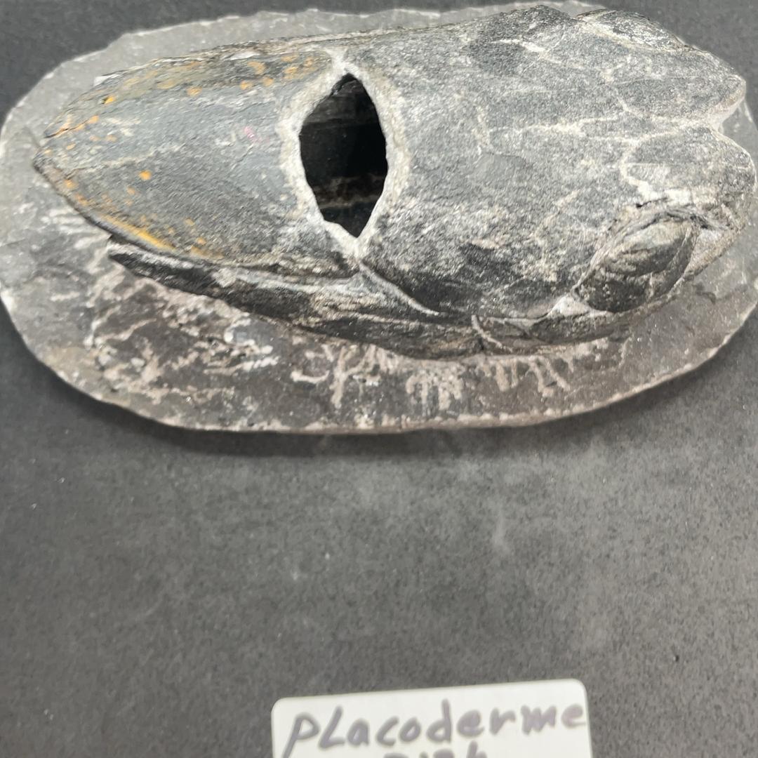 エンセオステウス　placoderm fish　化石 おまけ付き