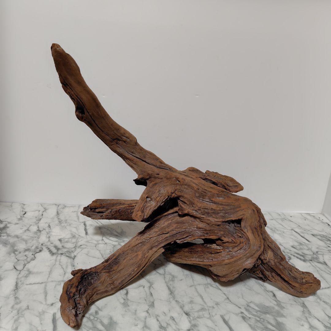 アク抜き済み流木【785】セール