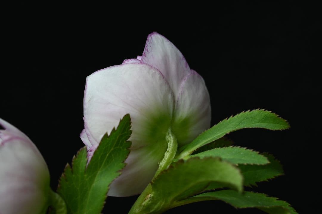 クリスマスローズ　認定リトルプリマヴェーラ　加藤農園