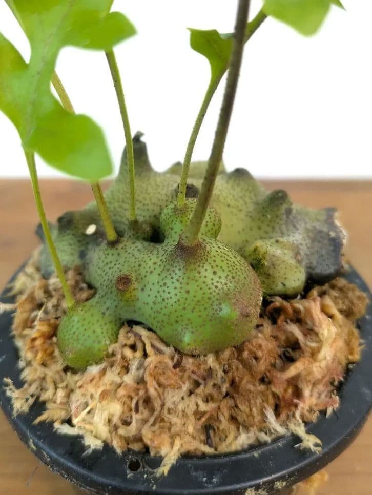 レカノプテリス タツタ アリ植物