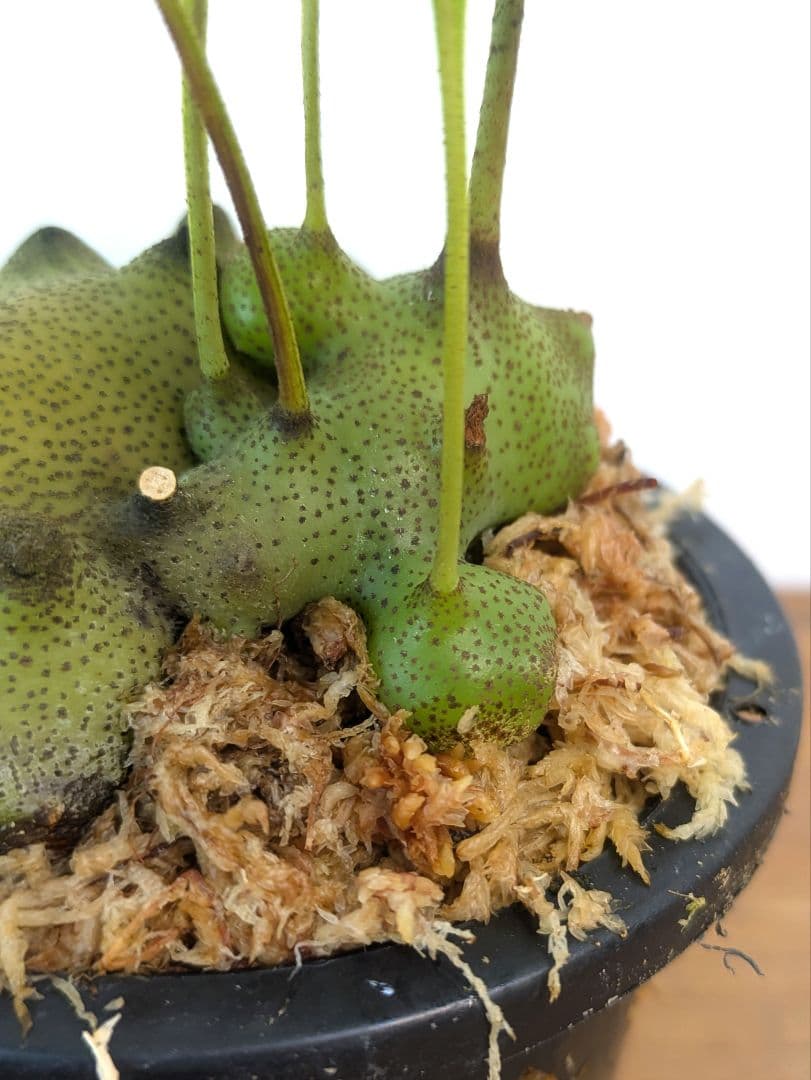 レカノプテリス タツタ アリ植物