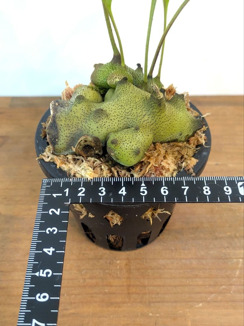 レカノプテリス タツタ アリ植物