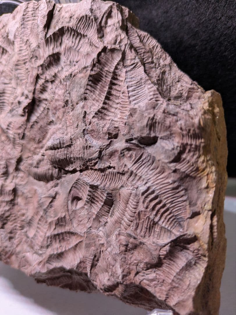 博物館級　三葉虫　群生　化石　標本　地学