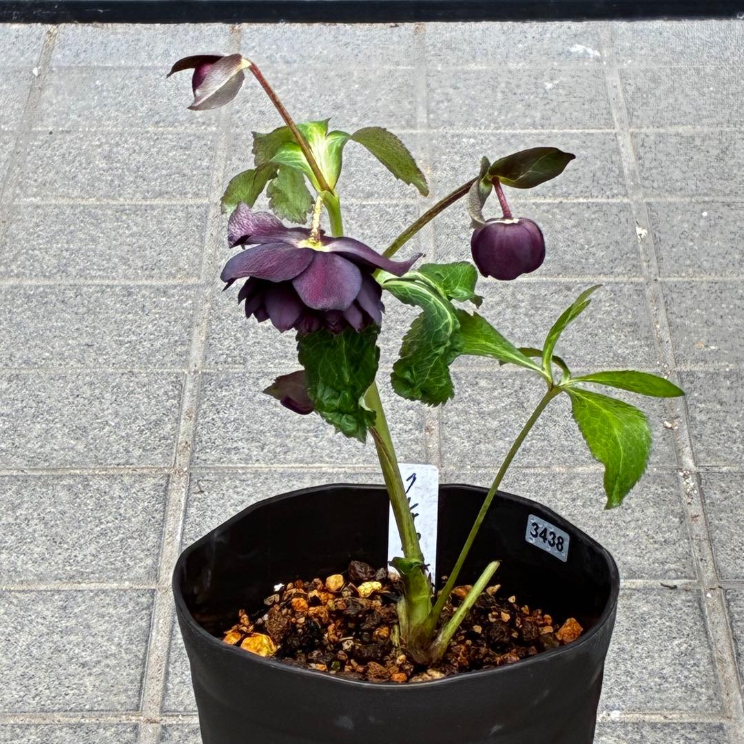 の*ん様 3438☘️花、自筆タグ付☘️⭐️ダーククレオパトラ⭐️超多弁⭐️中輪