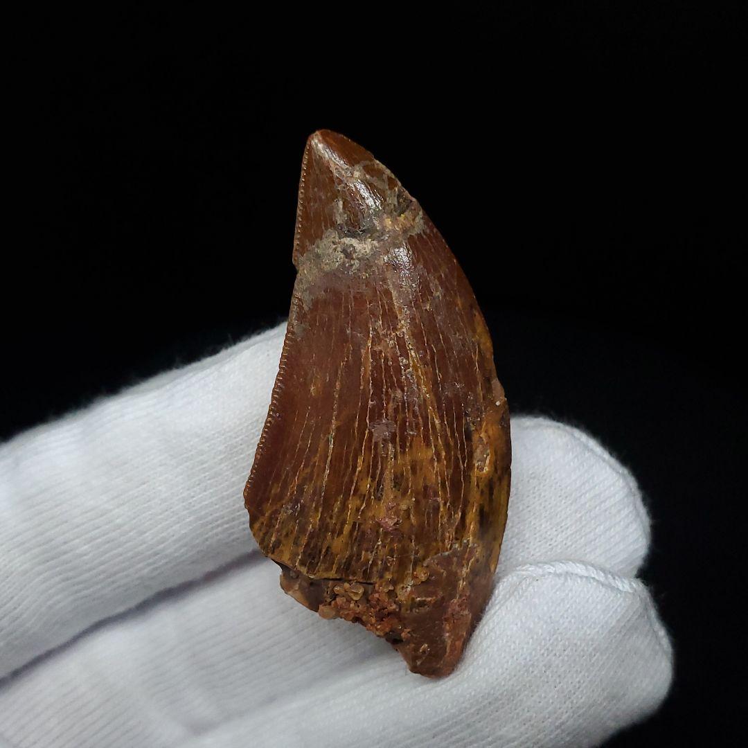 カルカロドントサウルス 歯 化石 本物 モロッコ産 41.83mm fca4