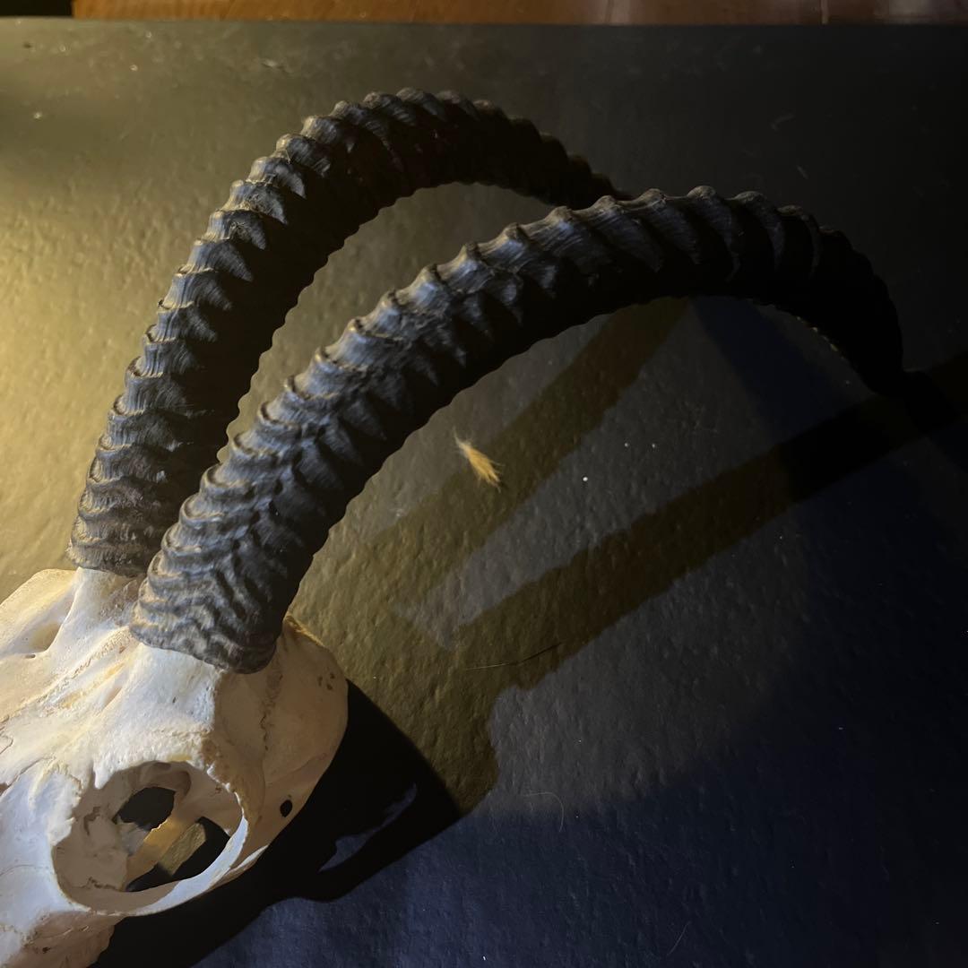 アンテロープ　頭骨 標本 インテリア装飾