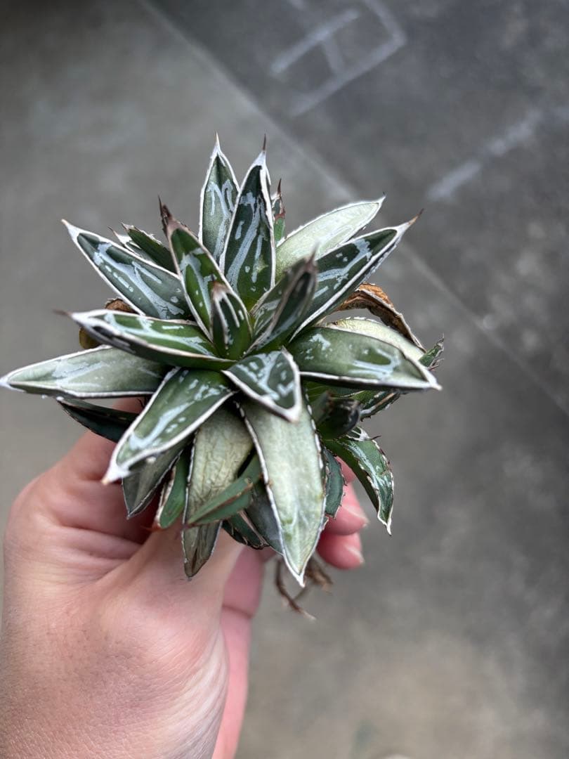 アガベ　姫笹の雪　白外斑入　極上株　子株4株付き