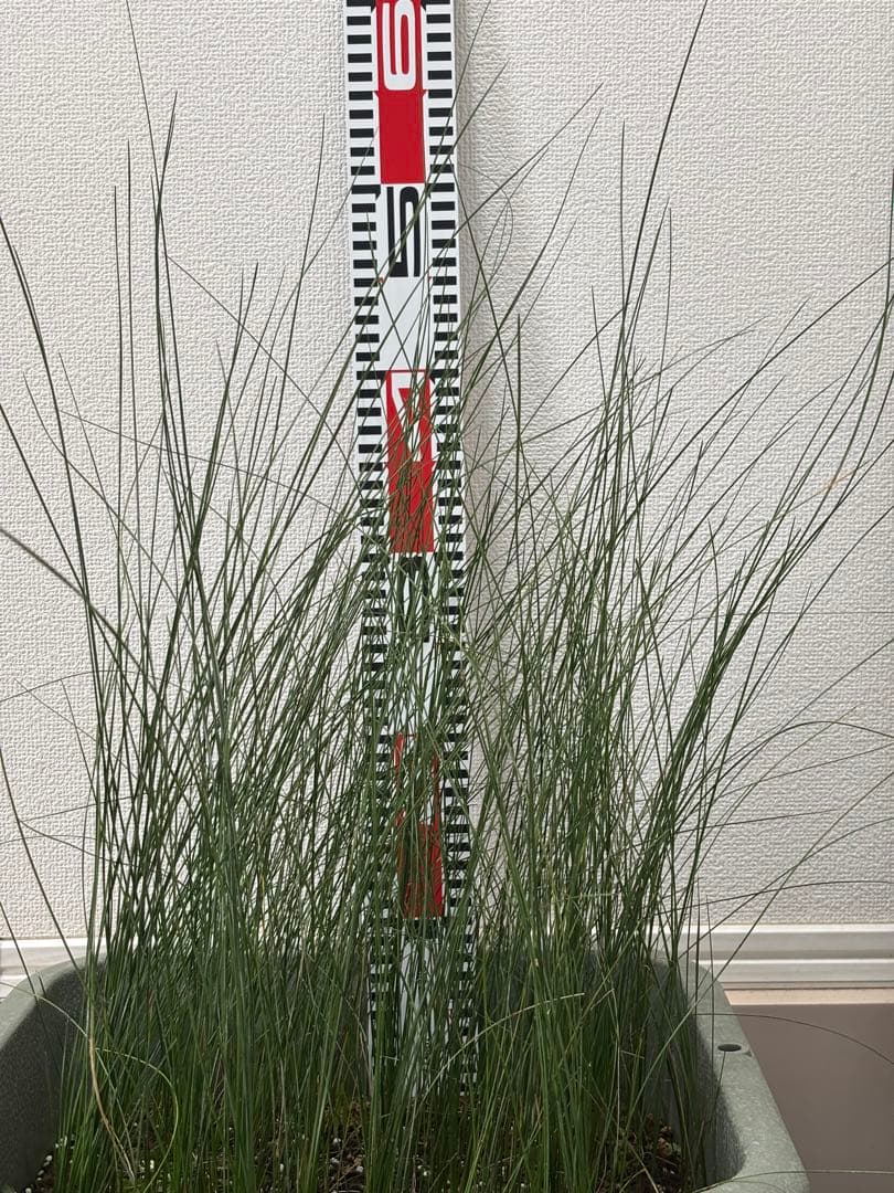 アオイトキさん専用　コスパ最強★極上クサントロエア・プレイシー /