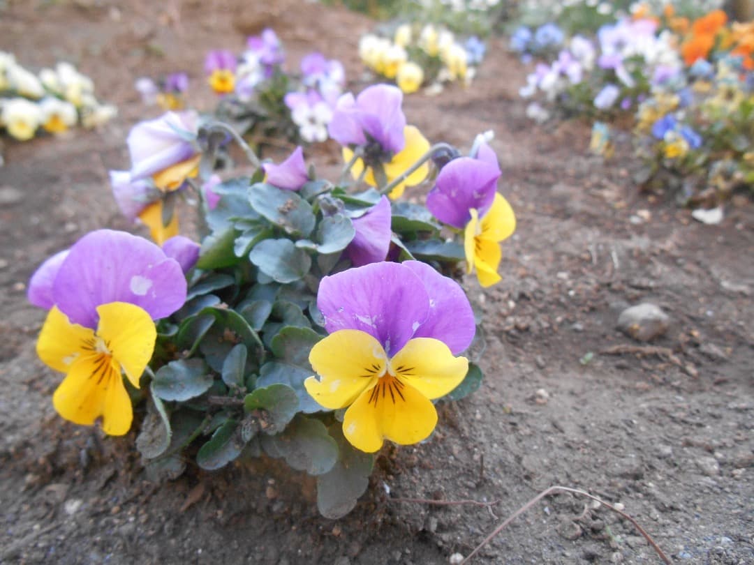 実写美⭕️【動作確認済】Nikon COOLPIX S3500 ピンク