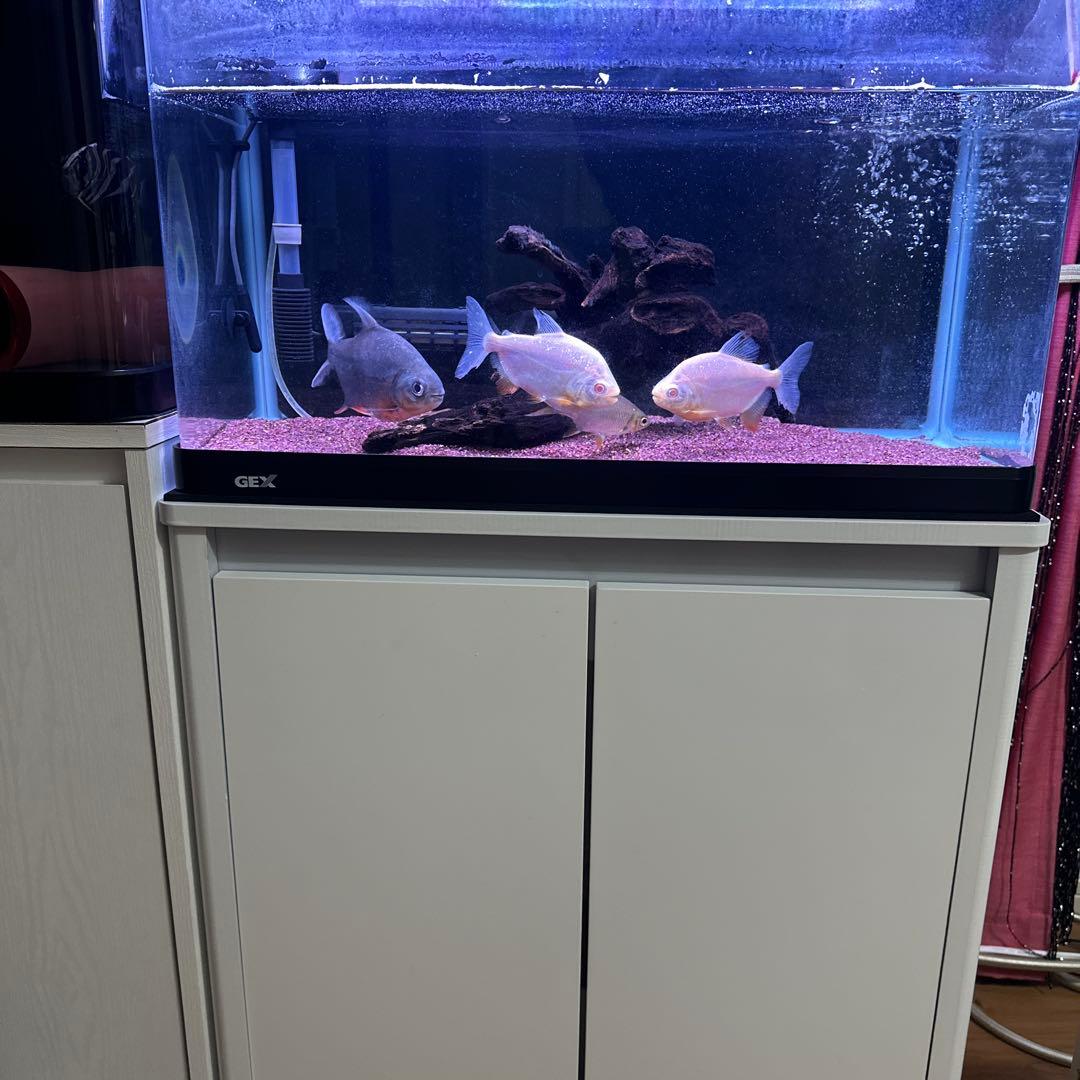 60水槽ロコソマ付きフルセット