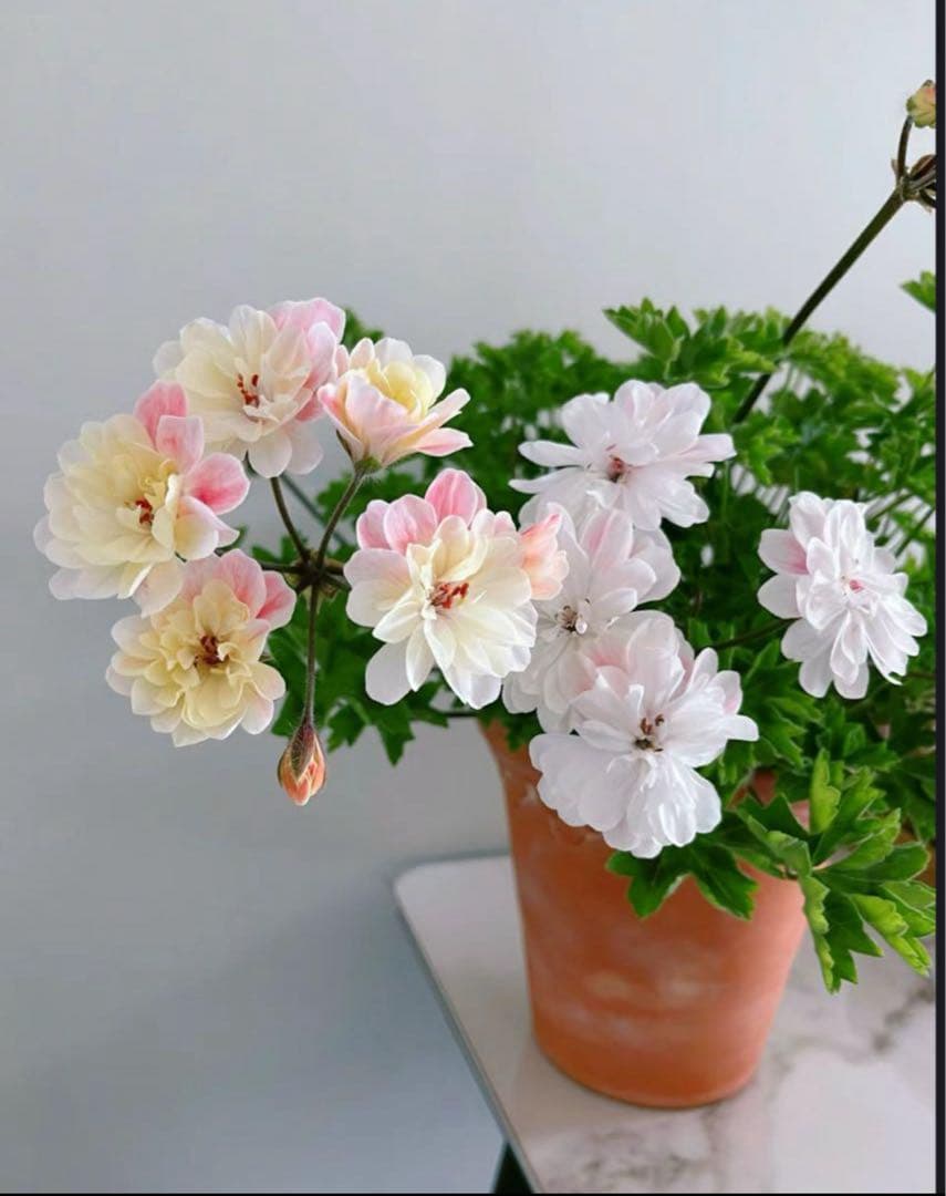 珍しいゼラニウム苗