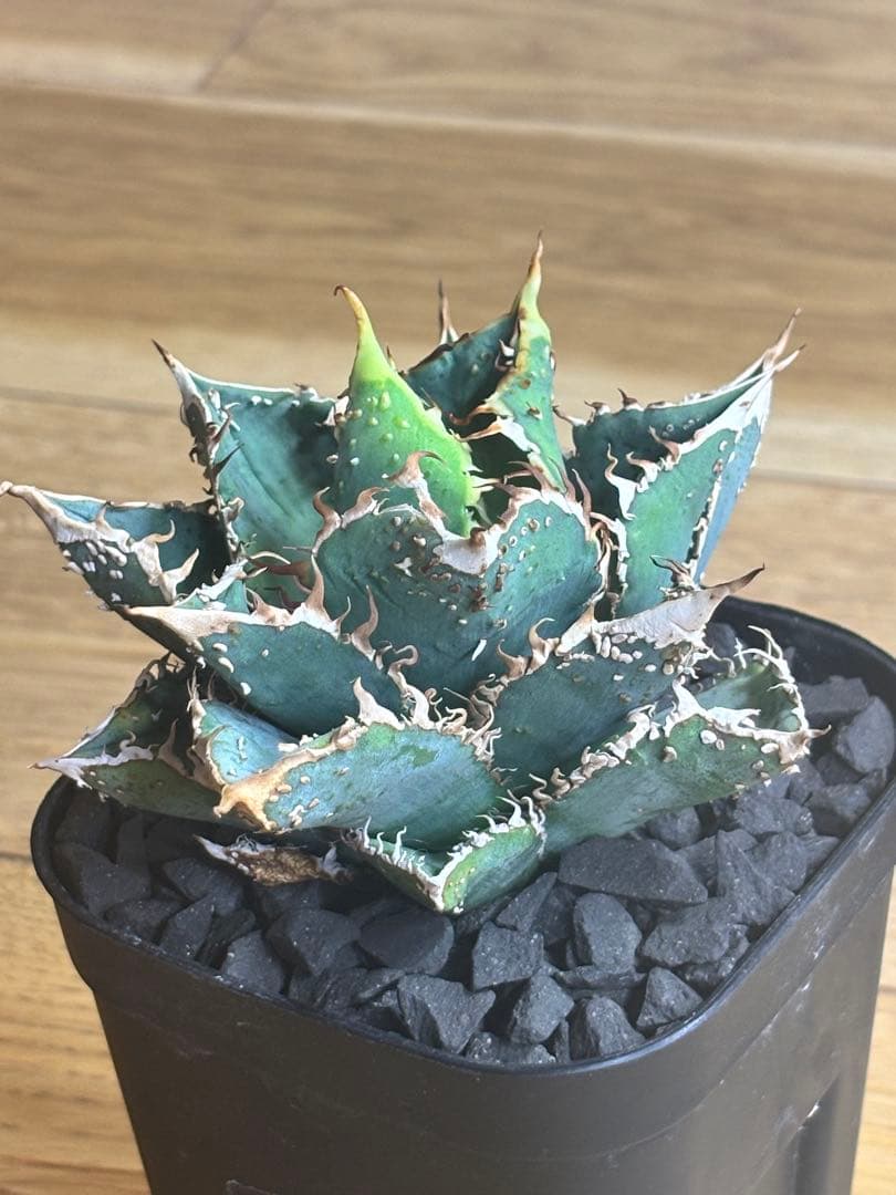 N*n様 アガベ チタノタ ぶつぶつ ノーネーム